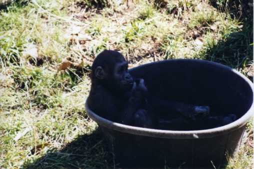 Chimp, Calgary Zoo, Calgary, AB; 8-2002, Minolta Maxxum 7000 35 mm